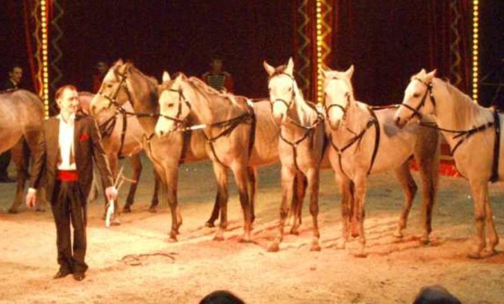 Pferde Patrick Spindler